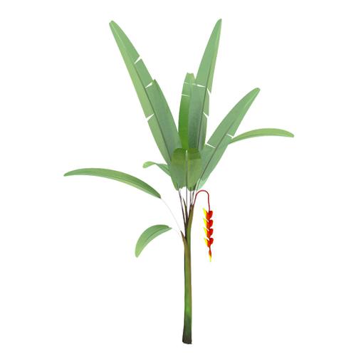 Heliconia preview image